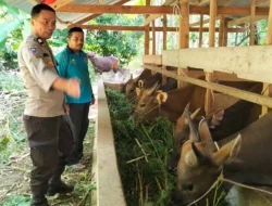 Lebih dari Sekadar Sambang, Bhabinkamtibmas Polsek Banggae Hadir Menggerakkan Harapan Peternak