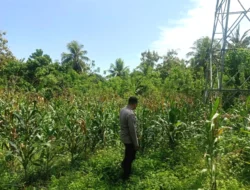 Pantau Jagung Warga, Bhabinkamtibmas Polsek Sendana Perkuat Ketahanan Pangan di Desa