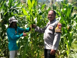 Dorong Produktivitas, Bhabinkamtibmas Polsek Malunda Cek Lahan Jagung Poktan Bura Dolong