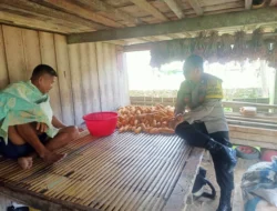 Sukses Panen Jagung dan Bawang, Bhabinkamtibmas Polsek Sendana Ajak Petani Terus Berinovasi