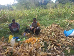 Dukung Swasembada Pangan, Bhabinkamtibmas Desa Amola Dampingi Panen Jagung Warga Binaan