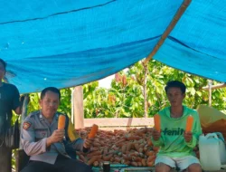 Panen Jagung di Tutar Capai 1,5 Ton, Bhabinkamtibmas Polsek Tutar Dorong Ketahanan Pangan