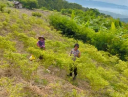 Cabe Cakra Siap Panen, Bhabinkamtibmas Polsek Banggae Turun Langsung Pantau Lahan Petani Sondong Salama