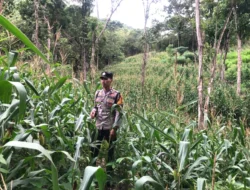 Bhabinkamtibmas Polsek Sendana Pantau Lahan Jagung 1 Hektare, Dorong Hasil Panen Disalurkan ke Bulog