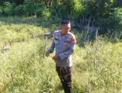 Dukung Ketahanan Pangan, Bhabinkamtibmas Polsek Sendana Sambangi Kebun Cabai Warga di Tubo Sendana