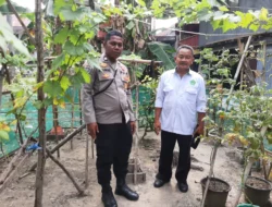Bhabinkamtibmas Polsek Banggae Sambangi Petani, Pastikan Kebun Tomat Tumbuh Subur di Simullu