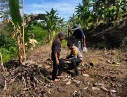 Semangat Ketahanan Pangan, Bhabinkamtibmas Polsek Malunda dan Petani Tanam Jagung di Dusun Kolehalang