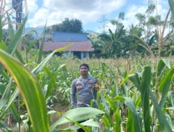 Masuki Fase Panen, Bhabinkamtibmas Polsek Sendana Pantau Lahan Jagung Poktan Batu Meana di Tallambalao