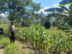Bhabinkamtibmas Desa Amola Monitoring Lahan Jagung, Dukung Swasembada Pangan
