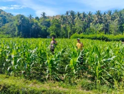 Bhabinkamtibmas Polsek Sendana Turun ke Lahan, Pastikan Jagung Petani Tumbuh Optimal di Fase Berbuah