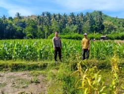 Aksi Nyata Bhabinkamtibmas Polsek Sendana Pantau Jagung Warga yang Mulai Tumbuh Subur di Desa Limbua