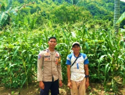 Bhabinkamtibmas Polsek Sendana Turun ke Lahan, Pastikan Jagung Petani Tumbuh Optimal di Fase Berbuah
