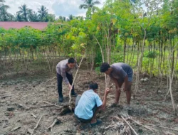 Sinergi Polisi dan Petani, Bhabinkamtibmas Polsek Banggae Turun Tangan Panen Singkong Demi Ketahanan Pangan