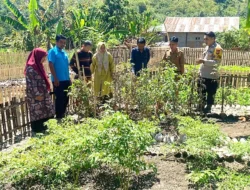 Bhabinkamtibmas Polsek Pamboang Bersinergi dengan Dinas Pertanian, Kebun Dasawisma Adolang Dhua Jadi Penguat Ketahanan Pangan