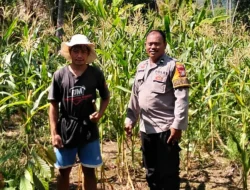 Bhabinkamtibmas Polsek Malunda Turun Langsung Pantau Ladang Jagung, Dukung Ketahanan Pangan di Kayuangin