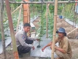 Produktifkan Pekarangan, Bhabinkamtibmas Polsek Sendana Dukung Warga Kembangkan Tanaman Mentimun