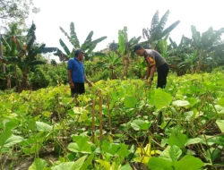 Sinergi Polisi dan Petani, Bhabinkamtibmas Polsek Banggae Tinjau Tanaman Kacang Hijau di Pangali-ali