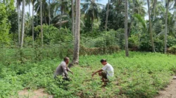 Dorong Ketahanan Pangan, Bhabinkamtibmas Malunda Dampingi Petani Kacang Tanah di Lombong Timur