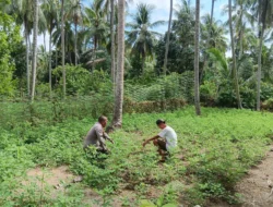 Dorong Ketahanan Pangan, Bhabinkamtibmas Malunda Dampingi Petani Kacang Tanah di Lombong Timur
