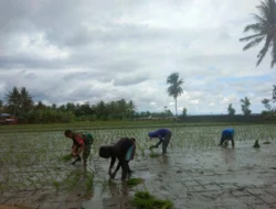 Babinsa Kodim 1402/Polman Bersama Petani Tambah Luas Tanam di Luyo