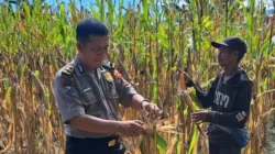Perkuat Ketahanan Pangan, Polsek Malunda Ikut Panen Jagung Bersama Keompok Tani Bura Dolong