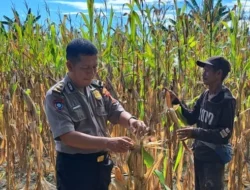 Perkuat Ketahanan Pangan, Polsek Malunda Ikut Panen Jagung Bersama Keompok Tani Bura Dolong