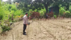 Bhabinkamtibmas Polsek Banggae Aktif Dampingi Warga, Tanaman Kacang Hijau Dipantau Demi Ketahanan Pangan