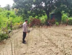 Bhabinkamtibmas Polsek Banggae Aktif Dampingi Warga, Tanaman Kacang Hijau Dipantau Demi Ketahanan Pangan