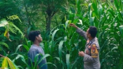 Jagung Tumbuh Subur, Bhabinkamtibmas Polsek Banggae Turun Tangan Kawal Ketahanan Pangan di Copala