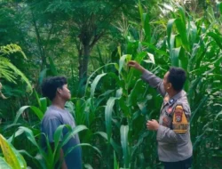 Jagung Tumbuh Subur, Bhabinkamtibmas Polsek Banggae Turun Tangan Kawal Ketahanan Pangan di Copala