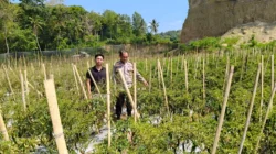 Siap Panen, Bhabinkamtibmas Polsek Banggae Pantau Langsung Kebun Cabai Kelompok Tani Paendo