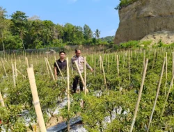 Siap Panen, Bhabinkamtibmas Polsek Banggae Pantau Langsung Kebun Cabai Kelompok Tani Paendo