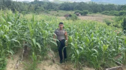 Perkuat Sinergi Polri dan Petani, Bhabinkamtibmas Polsek Banggae Pantau Lahan Jagung Sibunoang demi Ketahanan Pangan Berkelanjutan