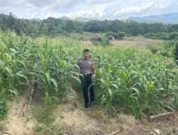 Perkuat Sinergi Polri dan Petani, Bhabinkamtibmas Polsek Banggae Pantau Lahan Jagung Sibunoang demi Ketahanan Pangan Berkelanjutan