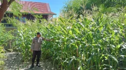 Perkuat Ketahanan Pangan, Bhabinkamtibmas Polsek Pamboang Pantau Kebun Jagung P2B Bababulo yang Masuki Fase Berbuah