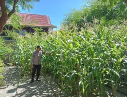 Perkuat Ketahanan Pangan, Bhabinkamtibmas Polsek Pamboang Pantau Kebun Jagung P2B Bababulo yang Masuki Fase Berbuah