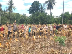 Kapolsek Sendana Turun Langsung Panen Jagung, Wujud Dukungan Nyata Ketahanan Pangan