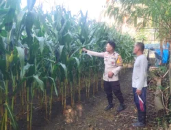 Jelang Panen, Bhabinkamtibmas Polsek Banggae Pantau Langsung Perkembangan Jagung Petani di Galung Utara