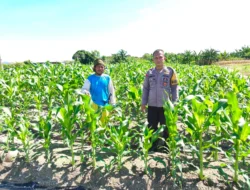 Pantau Jagung 27 Hari, Bhabinkamtibmas Polsek Banggae Semangati Petani Wujudkan Ketahanan Pangan