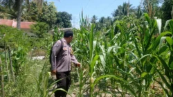 Bhabinkamtibmas Polsek Pamboang Turun ke Ladang, Pantau Langsung Jagung Manis Petani Sadar Jaya