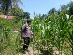 Bhabinkamtibmas Polsek Pamboang Turun ke Ladang, Pantau Langsung Jagung Manis Petani Sadar Jaya
