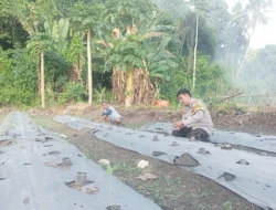 Bhabinkamtibmas Polsek Sendana Turun Langsung Dampingi Petani Tanam Cabai Keriting di Bonde-Bonde