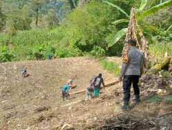Bhabinkamtibmas Polsek Malunda Bersama Kelompok Tani Hutan Lestari Gelar Penanaman Jagung di Dusun Kampung Baru