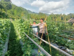 Bhabinkamtibmas Polsek Sendana Turun Langsung Dampingi Warga Kembangkan Budidaya Melon di Bonde-Bonde