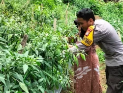 Bhabinkamtibmas Polsek Sendana Dampingi Warga Panen Cabai, Wujud Dukungan Ketahanan Pangan