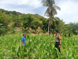 Bhabinkamtibmas Polsek Banggae Aktif Dampingi Warga Rawat Tanaman Jagung di Rusung