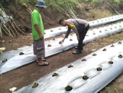 Bhabinkamtibmas Polsek Malunda Kontrol Bibit Cabai Petani, Wujud Dukungan Ketahanan Pangan di Ulumanda