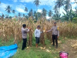 Dukung Ketahanan Pangan, Bhabinkamtibmas Polsek Malunda Panen Jagung Bersama Warga Salutambung