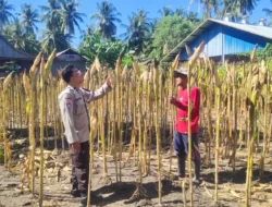 Menuju Masa Panen, Bhabinkamtibmas Polsek Banggae Dampingi Kelompok Tani Bunga Pussu Pantau Lahan Jagung