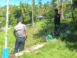 Bhabinkamtibmas Polsek Banggae Pantau Tanaman Jagung Pakan, Wujud Dukungan Ketahanan Pangan di Desa Buttu Baruga